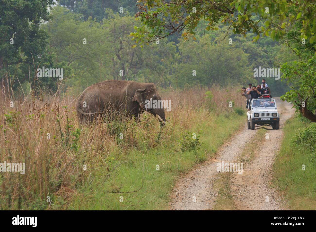 Eine Gruppe von Touristen, die einen wilden Elefanten aus dem Safari-Fahrzeug beobachten - fotografiert im Corbett National Park (Indien) Stockfoto