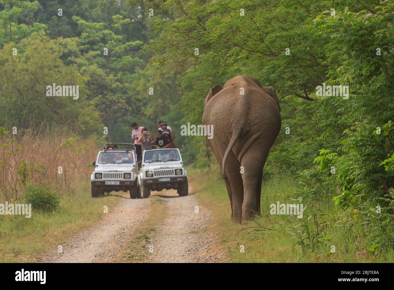 Eine Gruppe von Touristen, die einen wilden Elefanten aus dem Safari-Fahrzeug beobachten - fotografiert im Corbett National Park (Indien) Stockfoto