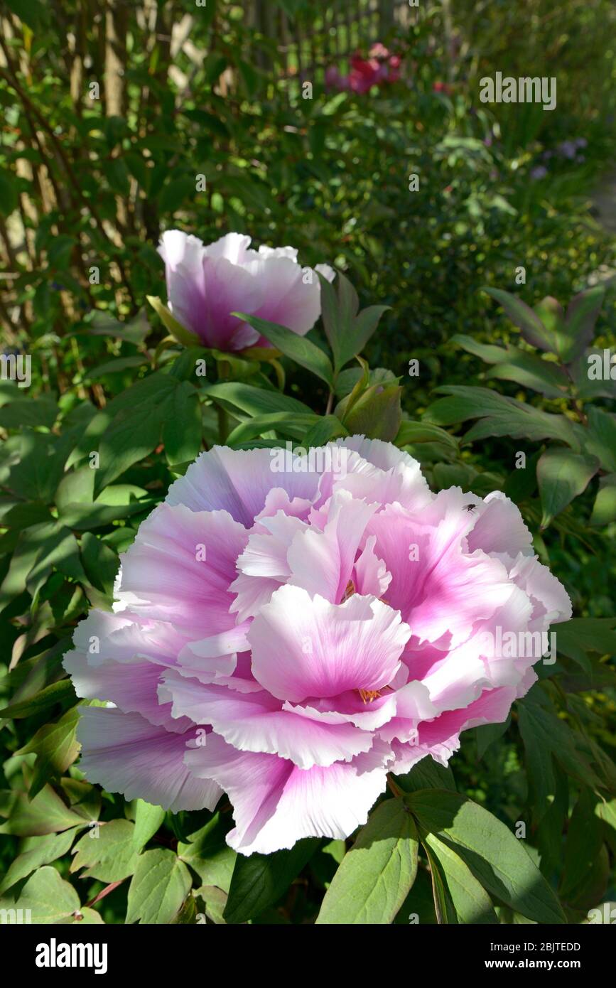 Lila Baum Pfingstrose Gartenblume in Blüte - Kent, UK, Ende April Stockfoto