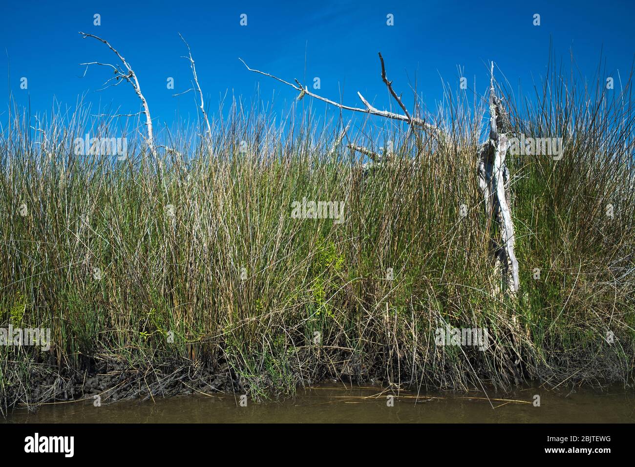 Florida Salt Marsh. Golfküste in der Nähe von Yankeetown, Florida. Landschaftlich schöne Küstentiden Salzsumpf mit Rush, Gras, Bäume. Natürliche Florida Küstengemeinschaft. Stockfoto