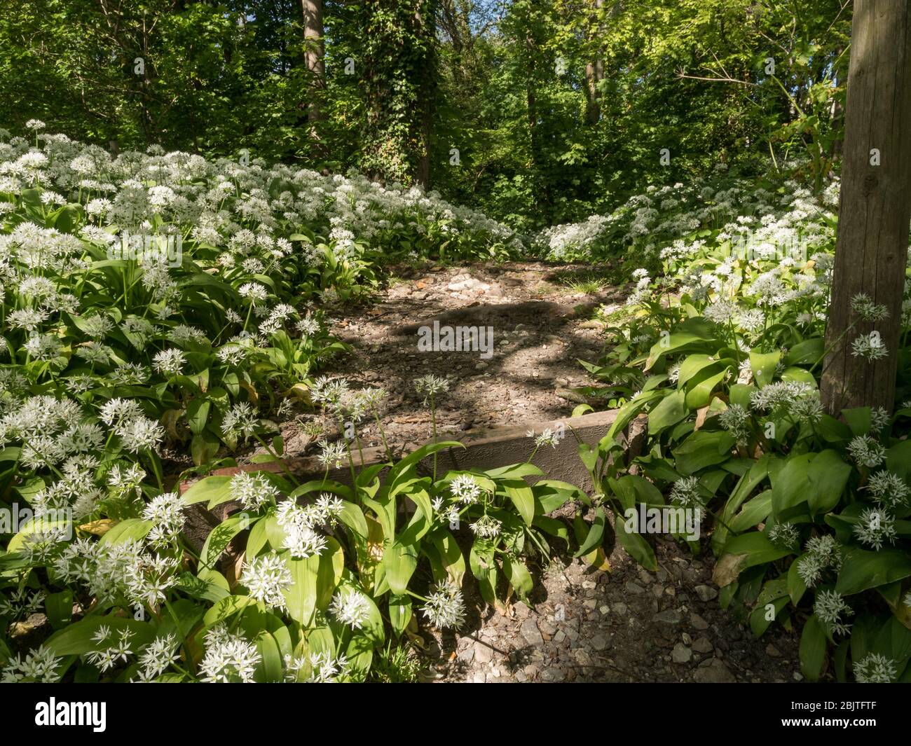 Fußweg Schritte von unten durch wilde Waldknochen in Blüte mit abgedroschtem Sonnenlicht Stockfoto