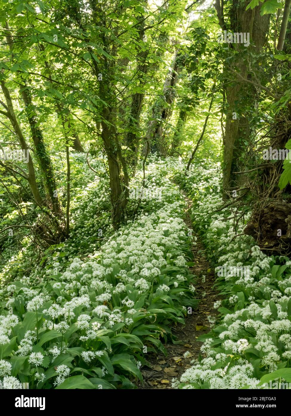 Ein verwinkelten Waldweg, der durch einen Teppich aus wildem Knoblauch in voller Blüte mit getuschtem Sonnenlicht schneidet Stockfoto