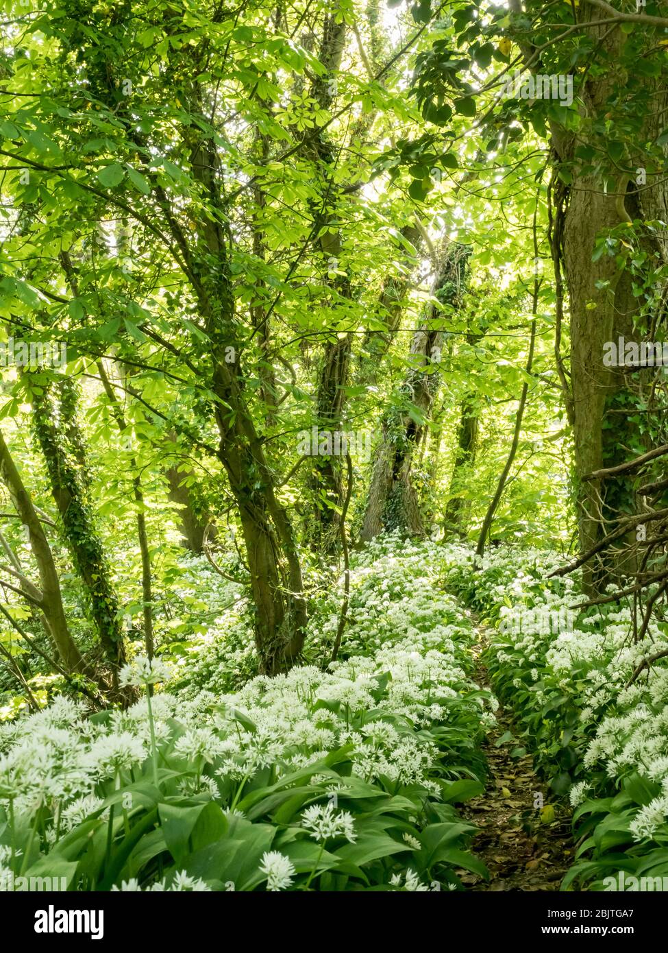 Ein verwinkelten Waldweg, der durch einen Teppich aus wildem Knoblauch in voller Blüte mit getuschtem Sonnenlicht schneidet Stockfoto
