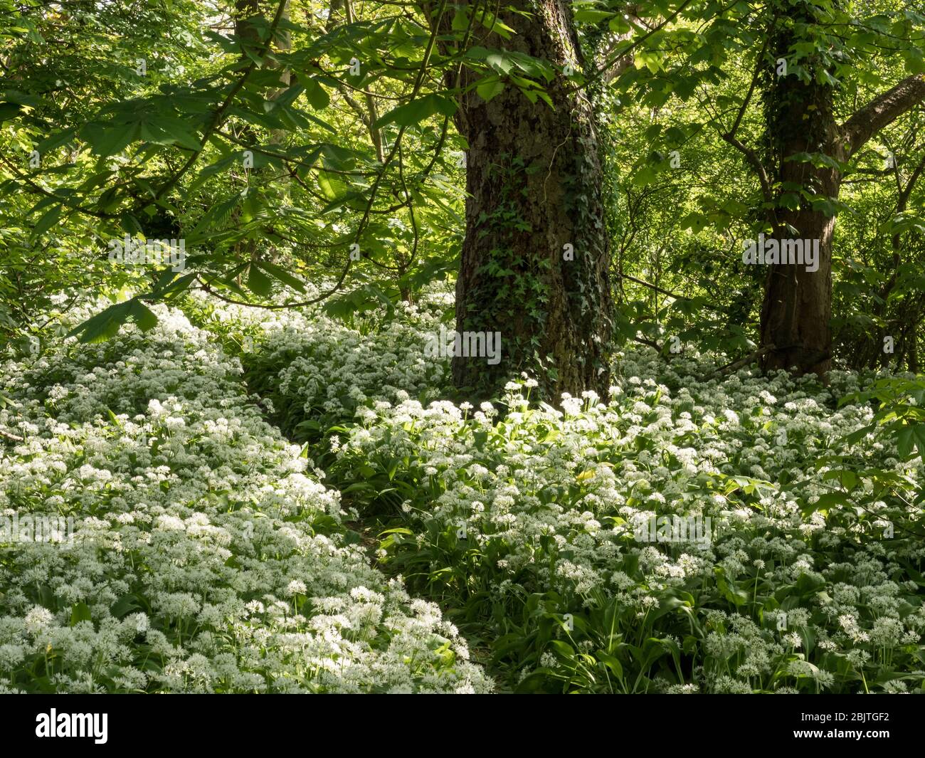 Ein diagonaler und gerader Waldweg, der durch einen Teppich aus Knoblauch in voller Blüte mit angestrahltem Sonnenlicht durchschneidet Stockfoto