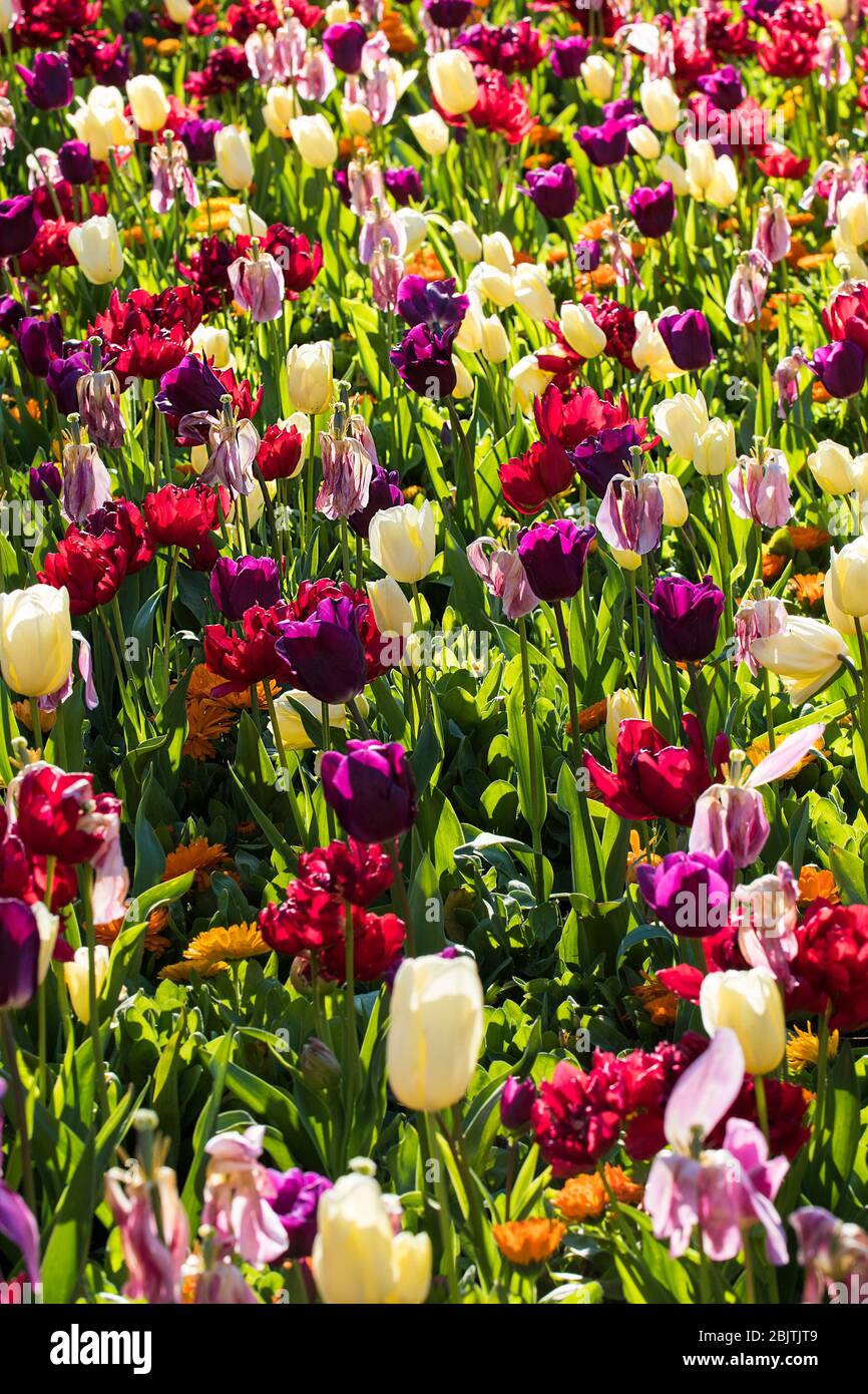 Ein Blumenbeet mit bunten Tulpen. Tulipa. Stockfoto