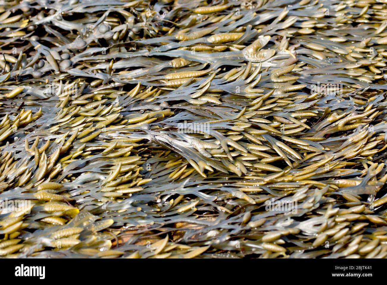 Blasengestell (fucus vesiculose), Nahaufnahme mit dem flach auf dem Vorland liegenden Seetang. Stockfoto