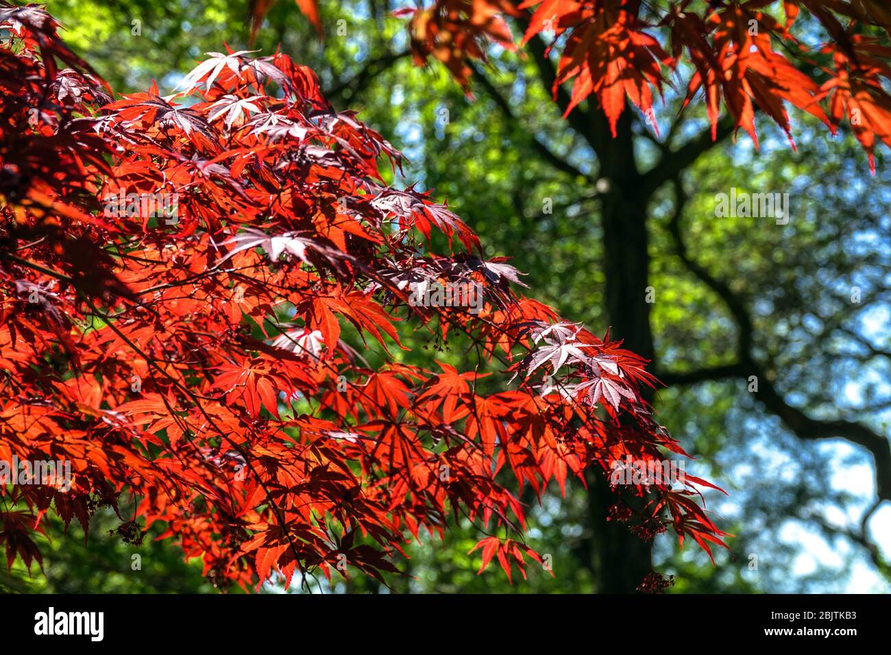 Roter Ahorn hinterlässt den Acer palmatum 'Tama Hime' Baum Stockfoto