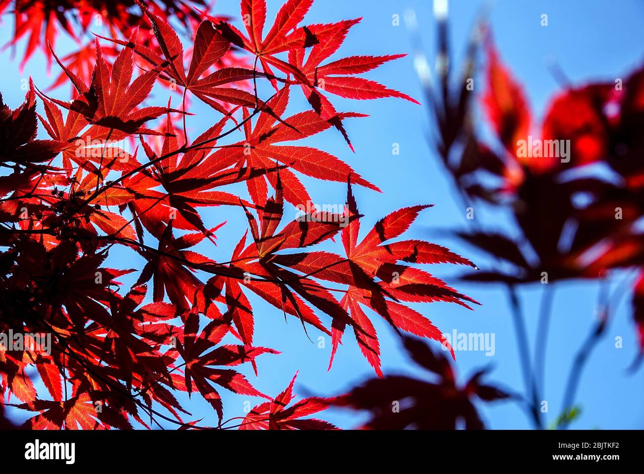 Japanischer Ahorn Acer palmatum 'Tama Hime' rote Blätter gegen blauen Himmel Stockfoto