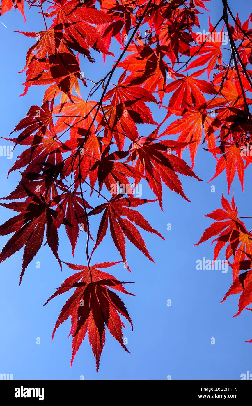 Japanischer Ahorn Acer palmatum 'Tama Hime' rote Blätter gegen blauen Himmel Stockfoto