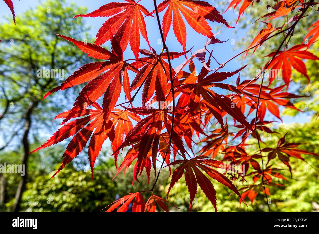 Japanischer Ahorn Acer palmatum 'Tama Hime' Frühlingsblätter Stockfoto