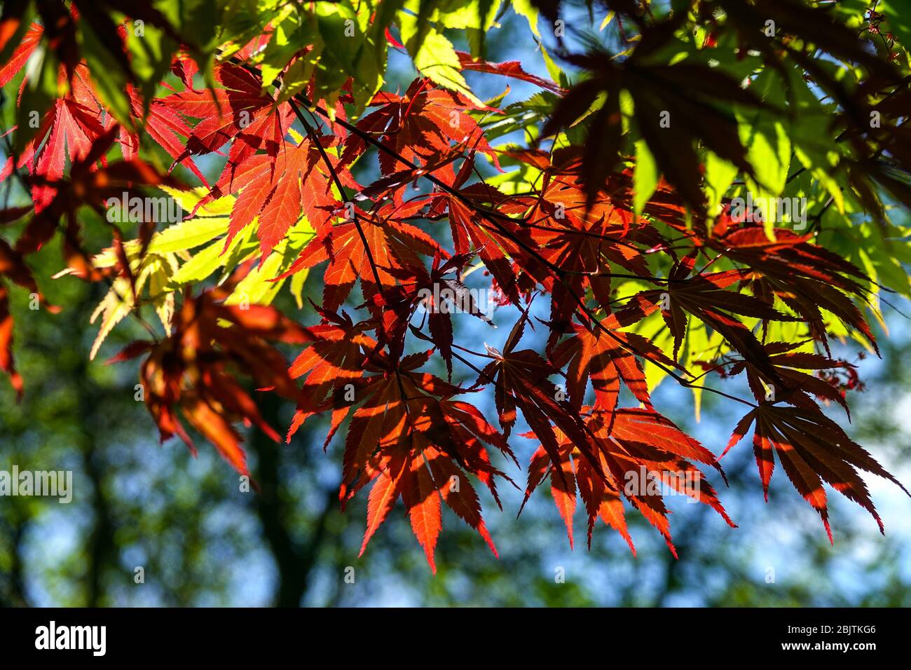Japanischer Ahorn Ahorn palmatum 'Tama Hime'-Zweig Stockfoto