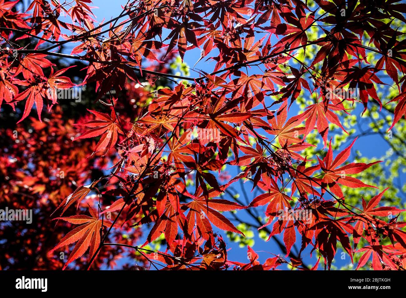 Japanischer Ahorn Ahorn palmatum 'Tama Hime' rote Blätter Stockfoto
