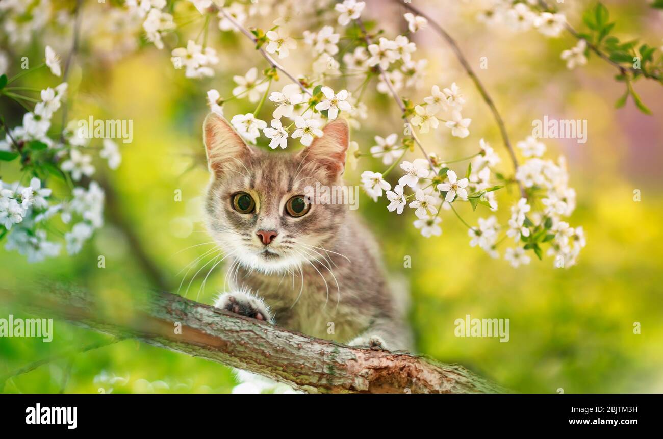 Portrait ein süßes, gestromtes Kätzchen sitzt auf den Ästen eines Kirschbaums mit weißen Blüten in einem Sunny May Garten Stockfoto