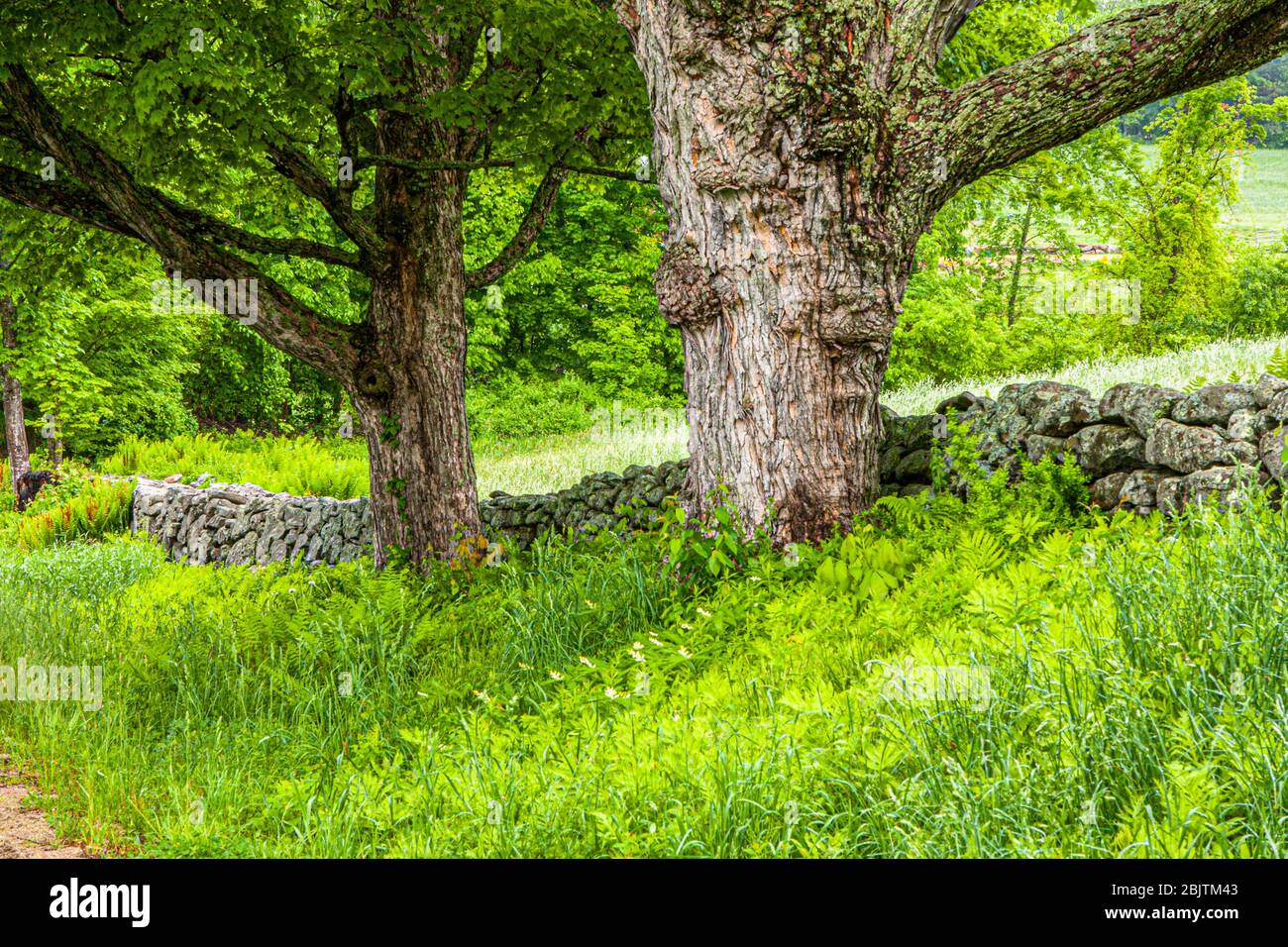 Zwei große Bäume und ein Steinwall auf einer alten Straße in Petersham, Massachusetts Stockfoto