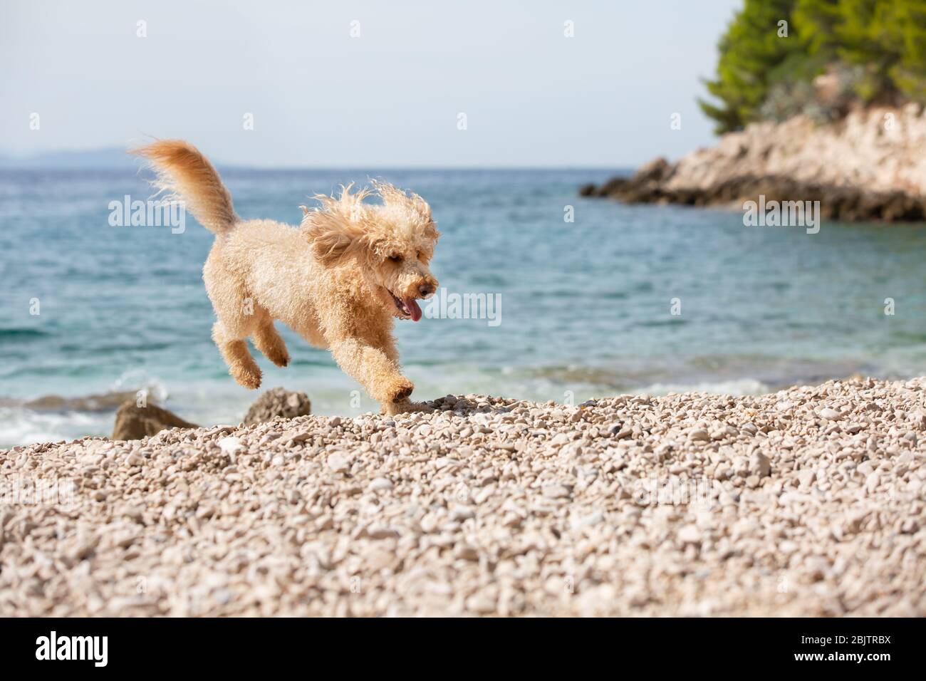 Portrait eines jungen Marillen-Pudel-Hundes am sonnigen Strand.Glücklicher Hund, der an einem Sommertag am Strand, Bol, Insel Brac, Kroatien, freudig läuft und springt Stockfoto