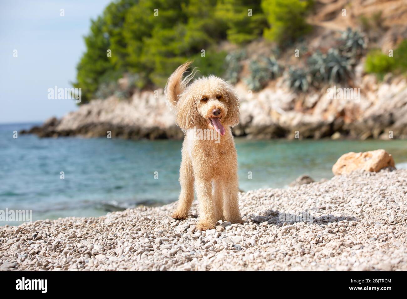 Porträt eines jungen Aprikosen-Pudelhundes am sonnigen Strand. Ein glücklicher Hund, der an einem sonnigen Sommertag am Strand steht, Bol, Insel Brac, Kroatien Stockfoto