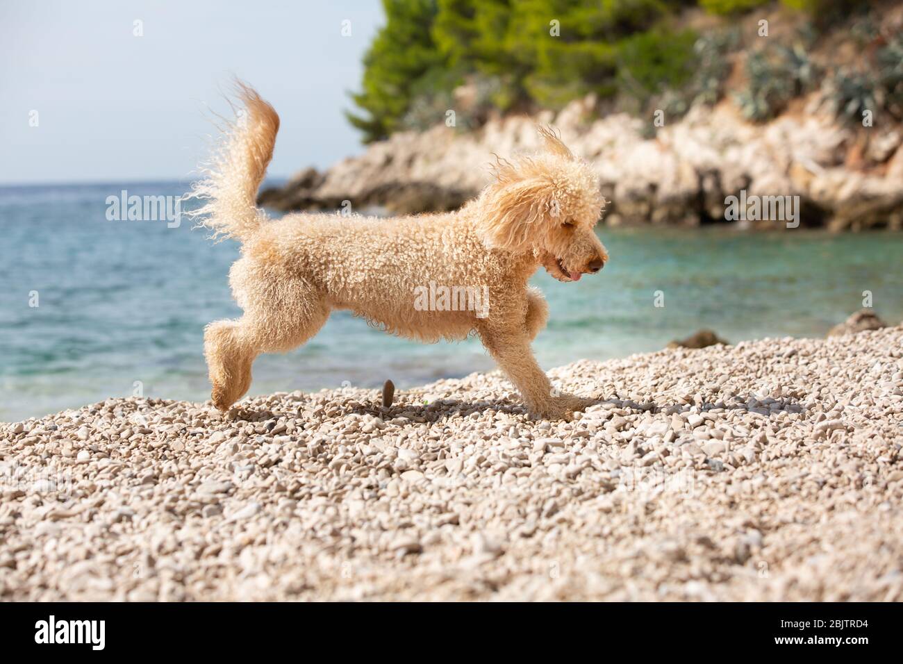 Ein junger Aprikosenpudel spielt fröhlich am sonnigen Strand. Ein glücklicher Hund, der an einem sonnigen Sommertag am Strand spielt, Bol, Insel Brac, Kroatien Stockfoto