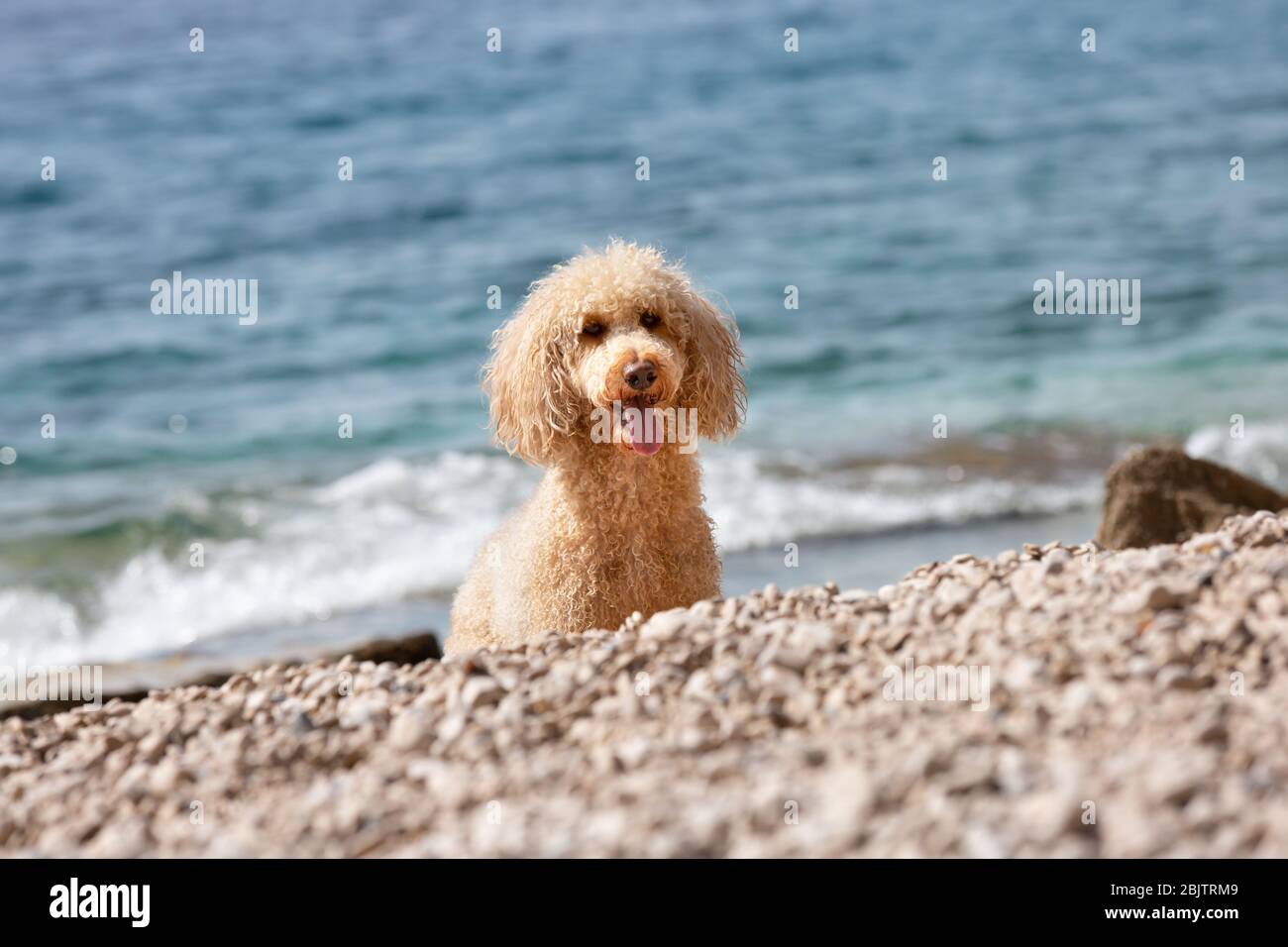 Porträt eines jungen Pudelhundes am sonnigen Strand. Ein glücklicher Hund, der an einem sonnigen Sommertag am Strand spielt, Bol, Insel Brac, Kroatien Stockfoto