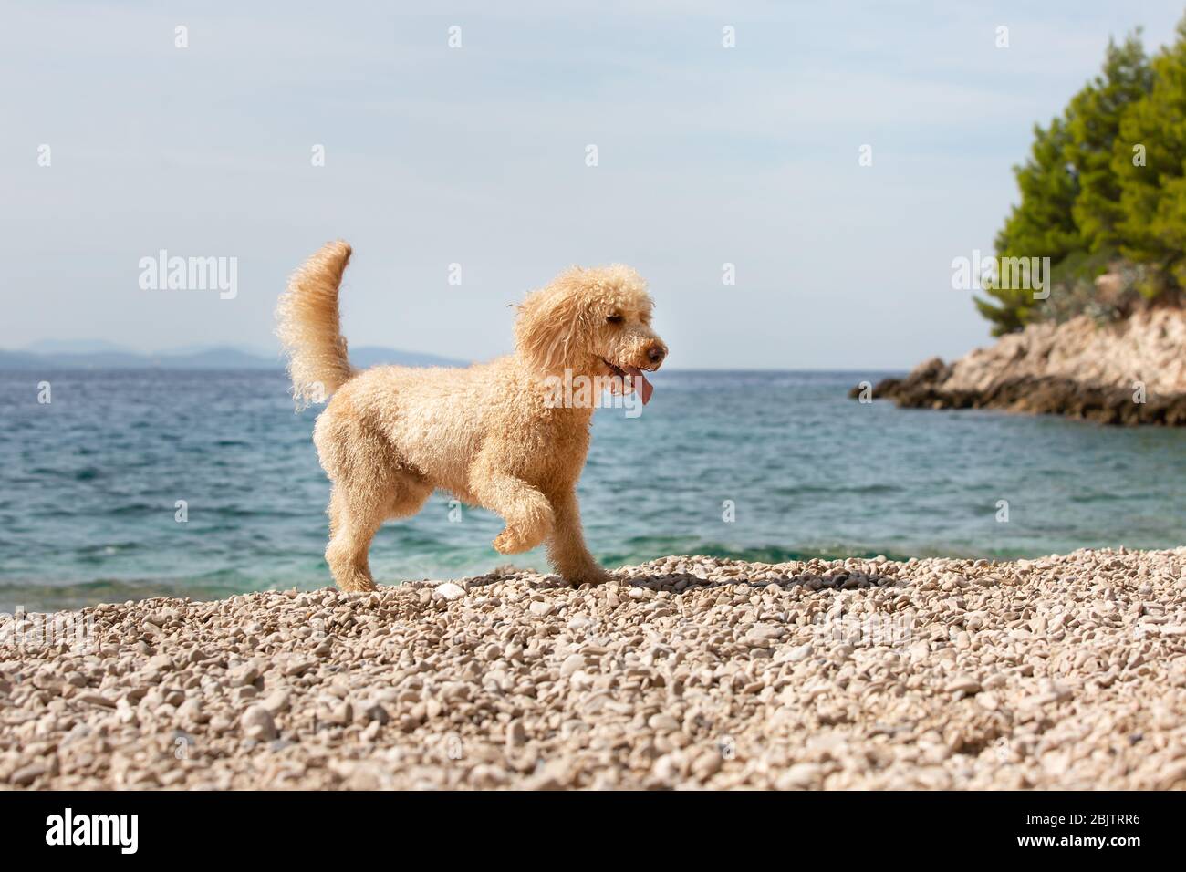 Porträt eines jungen Aprikosen-Pudelhundes am sonnigen Strand. Ein glücklicher Hund, der an einem sonnigen Sommertag am Strand spielt, Bol, Insel Brac, Kroatien Stockfoto