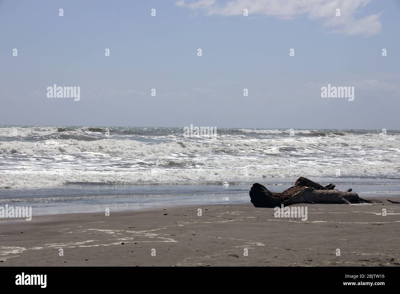 Treibholz.Twisted, knorled liegend Treibholz an einem schwarzen Sandstrand . Rollende Wellen. Küste von Neuseeland. Leer, ruhig, friedlich, keine Leute. Stockfoto
