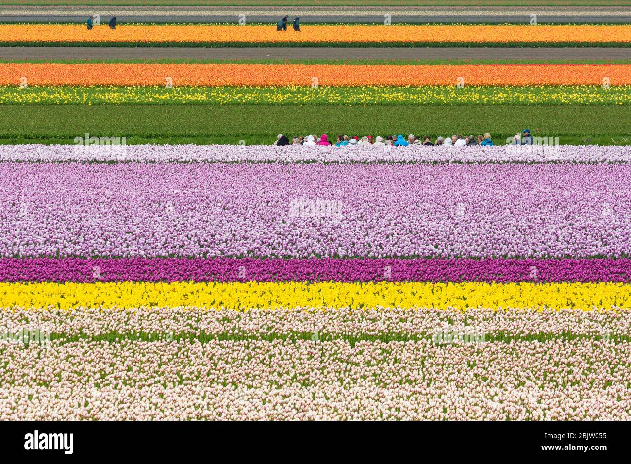 Touristen auf einem Kanal zwischen Tulpenreihen im Keukenhof Park, Lisse, Niederlande Stockfoto