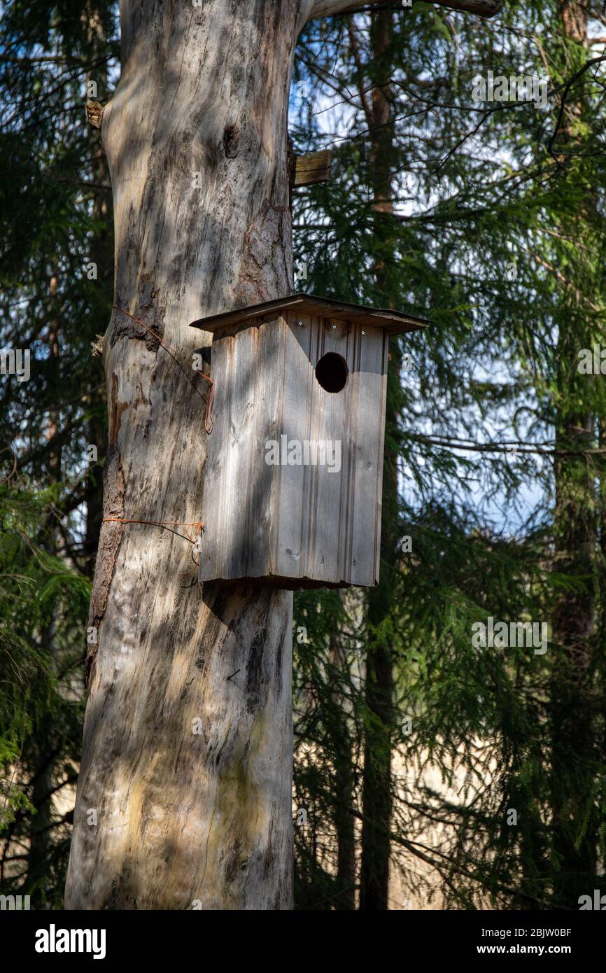 Großes verwittertes Vogelhaus auf einem Schlangenbaum entlang des Hanikka-Naturpfades in Espoo, Finnland Stockfoto