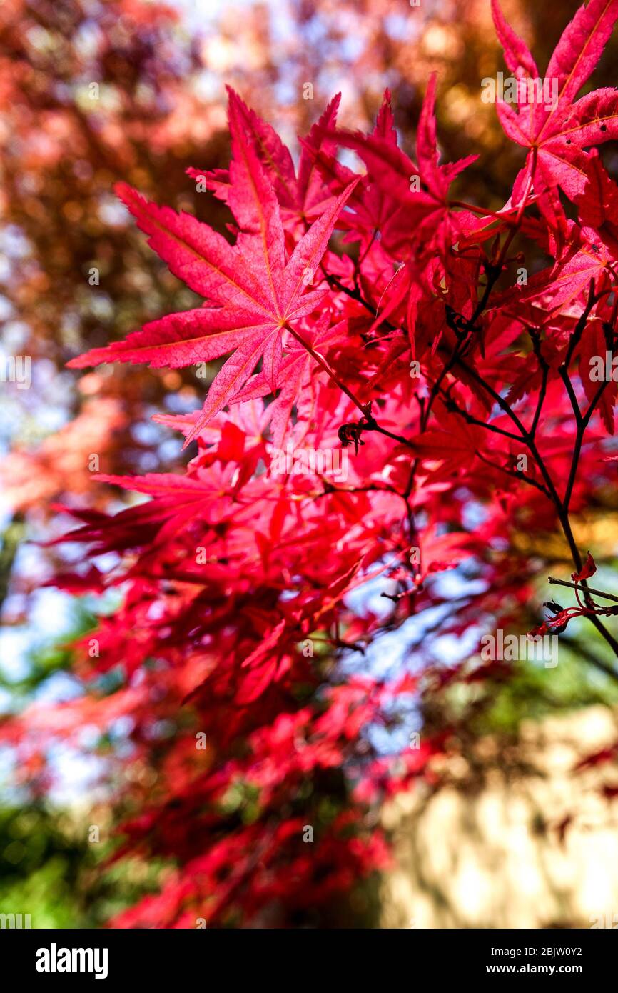 Japanischer Ahornbaum Acer palmatum Baum Acer 'Corallinum' rote Blätter Laub Frühling Sonnenlicht Stockfoto