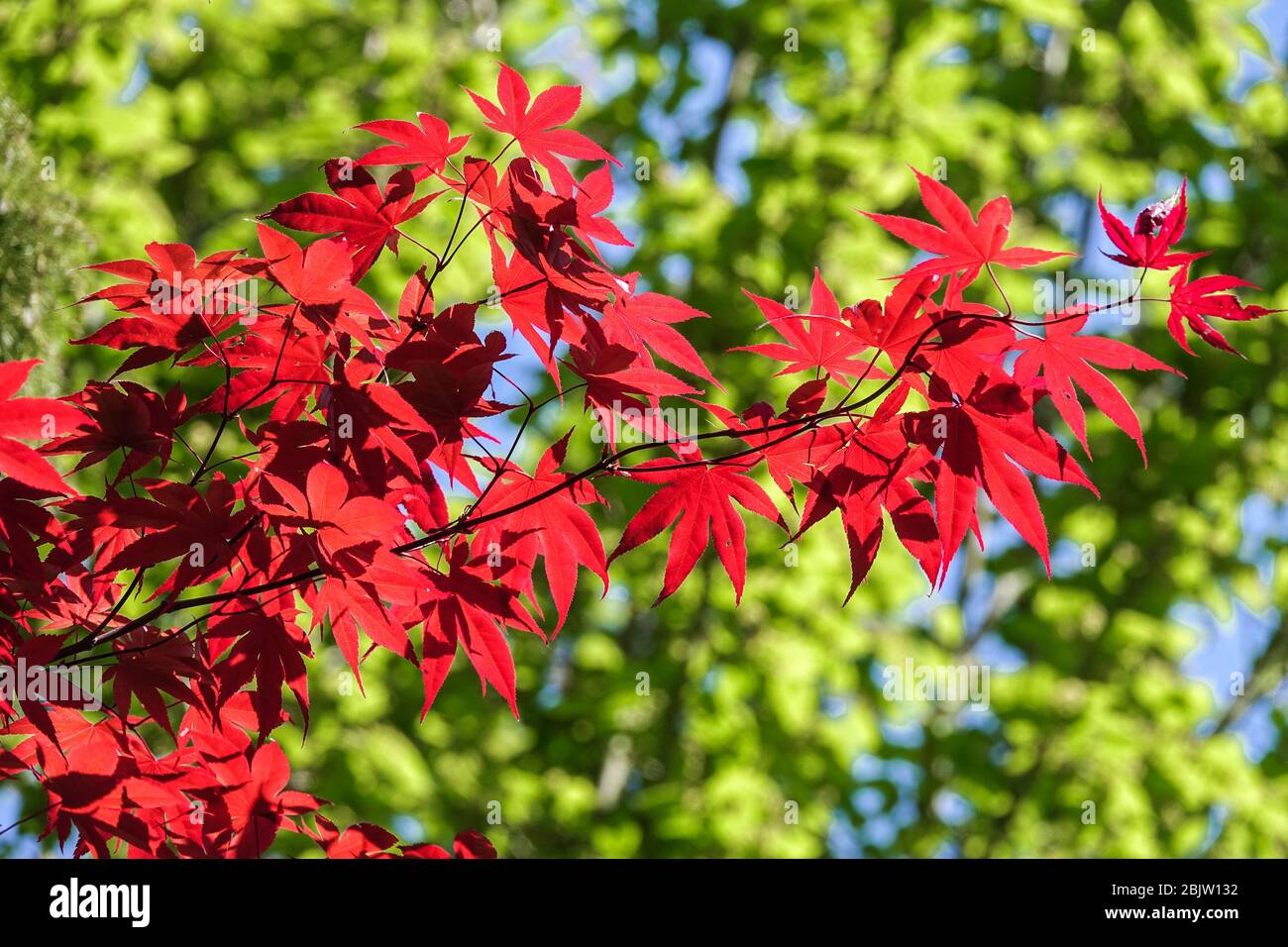 Japanischer Ahorn Acer palmatum „Bloodgood“ Ahorn Red Green Laub Tree Acer „Bloodgood“ hinterlässt Frühling April Rote Blätter auf Ästen Stockfoto