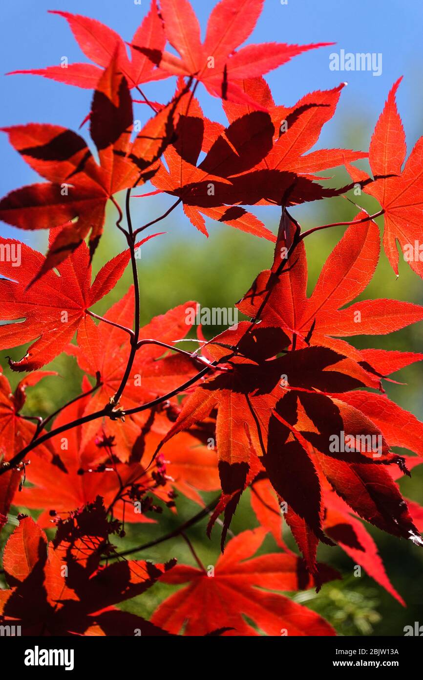 Japanischer Ahornbaum Acer palmatum Bloodgood Red Maple lässt Sonnenlicht Stockfoto