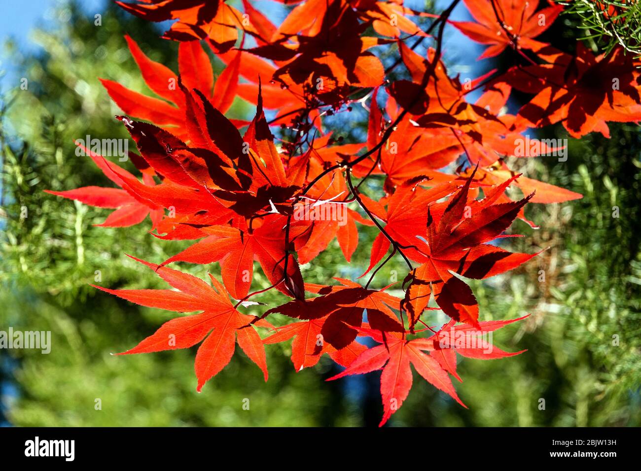 Japanischer Ahorn Acer palmatum 'Bloodgood'-Zweig Stockfoto
