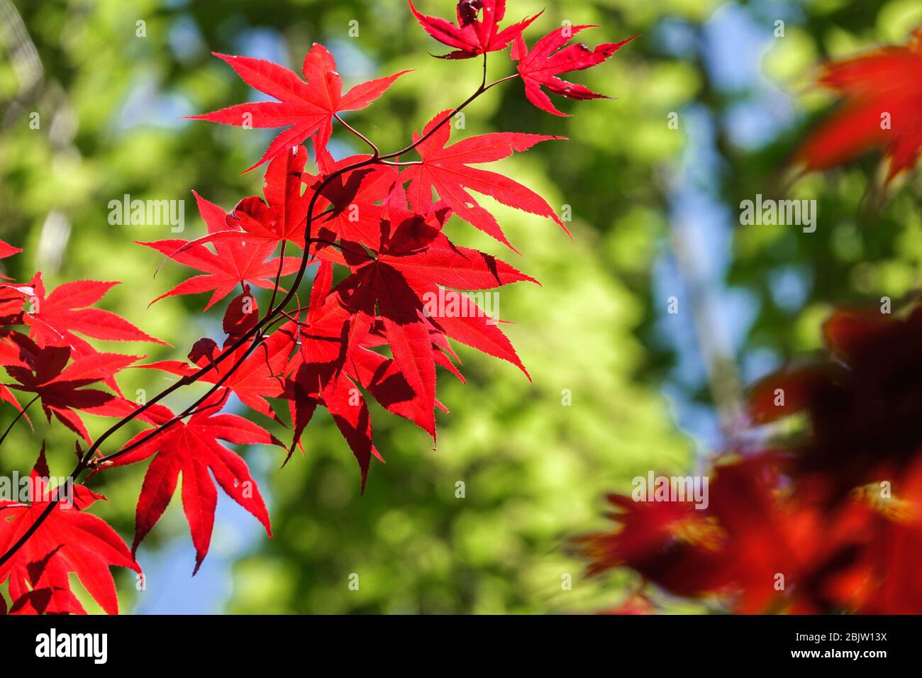 Japanischer Ahorn Acer palmatum 'Bloodgood' rote Blätter Stockfoto