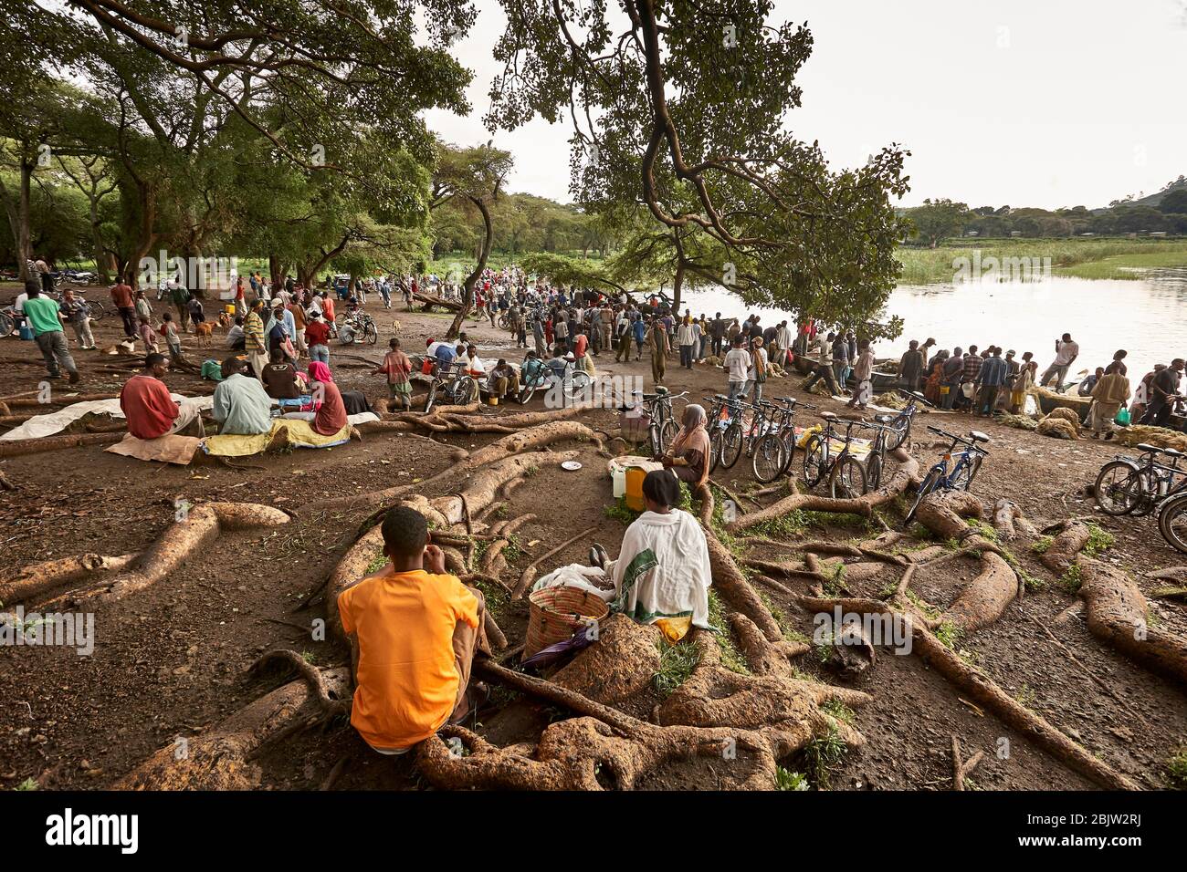 Leute sitzen an den Wurzeln von riesigen Bäumen und beobachten das Treiben am Ufer des Awassa-Sees. Stockfoto