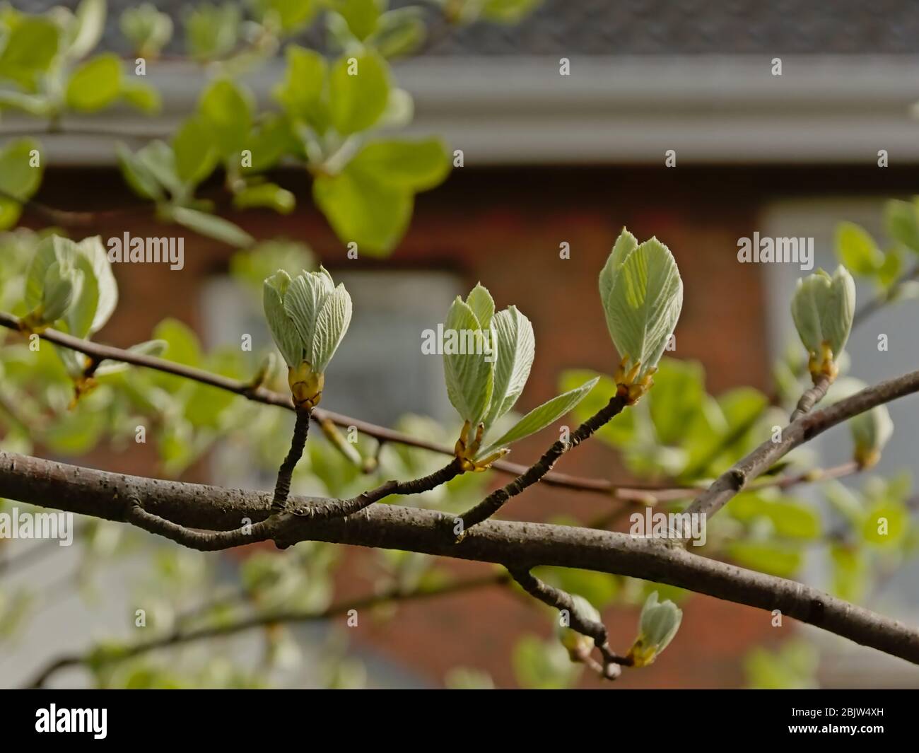 Frische hellgrüne Weißblattblätter und sprießende Blumen, selektiver Fokus auf dunklen Bokeh Hintergrund - Sorbus Arie Stockfoto