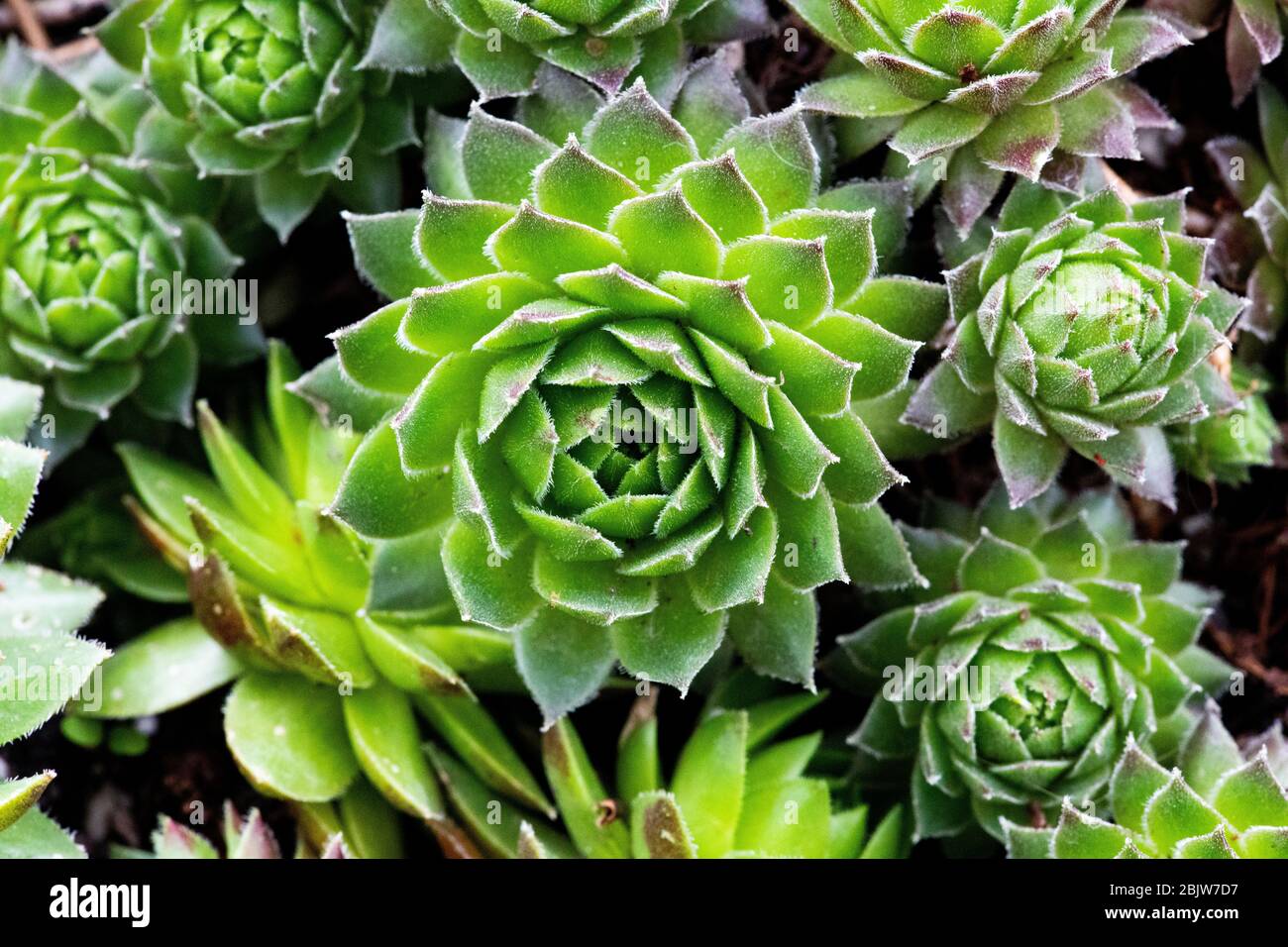 Flora gemeinsamen Pflanze Sukkulenten Garten Henne und Küken Crassulaceae Frühjahrsblüte Stockfoto