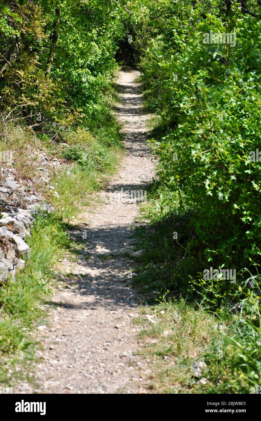 Waldspaziergang der Weg erstreckt sich vor dem Betrachter durch eine Allee von Kiefernwäldern.Enge Waldweg. Stockfoto