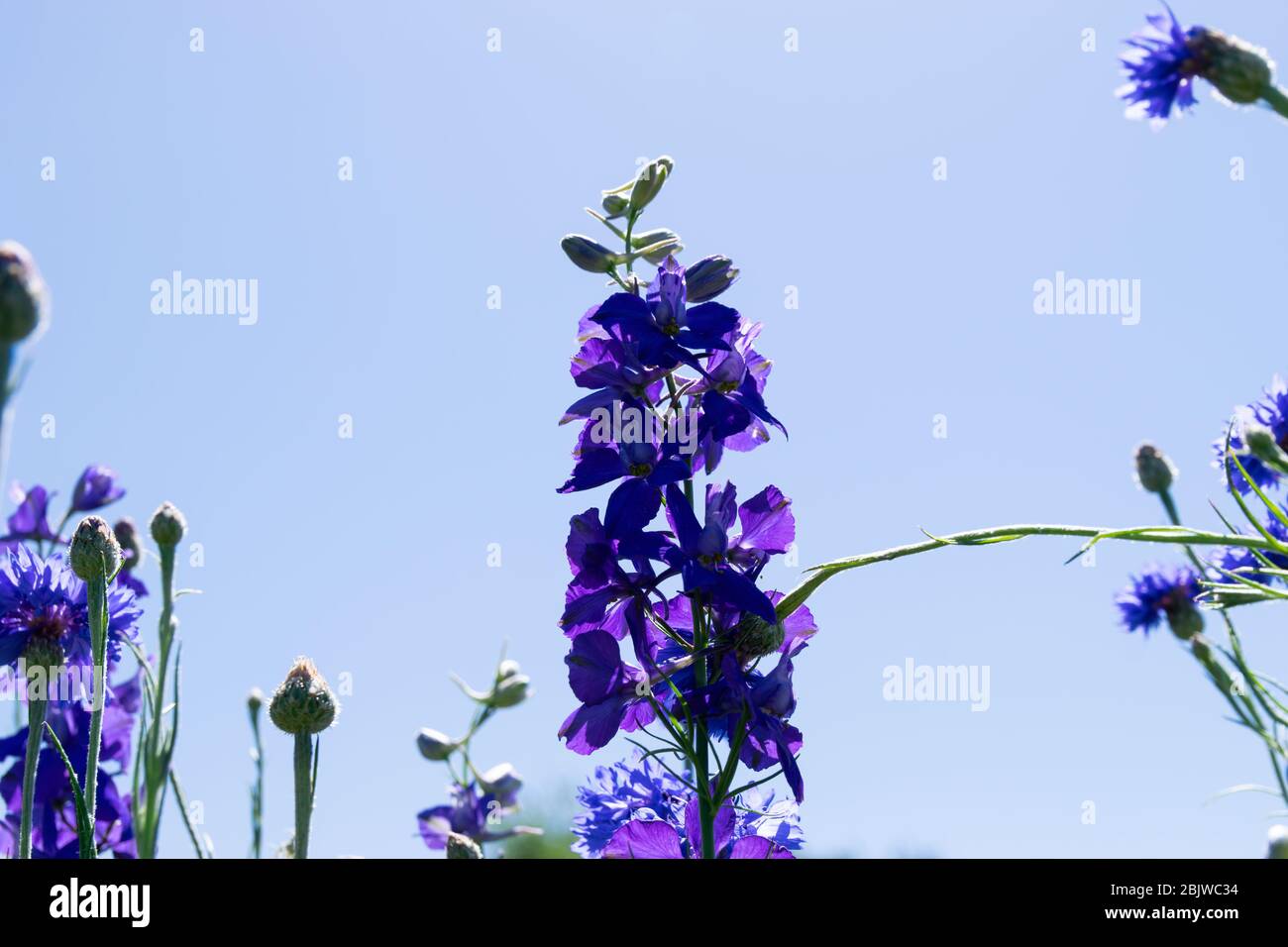 Schöne Aussicht von unten nach oben eine dunkelviolette Bluebonnet Blume, die an einem sonnigen Nachmittag mit wolkenlosem Himmel in einem Stadtpark wächst. Stockfoto