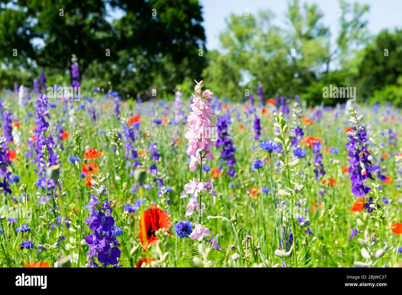 Rosa Bluebonnet Blume blüht auf einer Wiese mit lila Bluebonnet und leuchtend roten Mohn Blumen schaffen eine Decke von lebendigen Farben bedeckt. Stockfoto