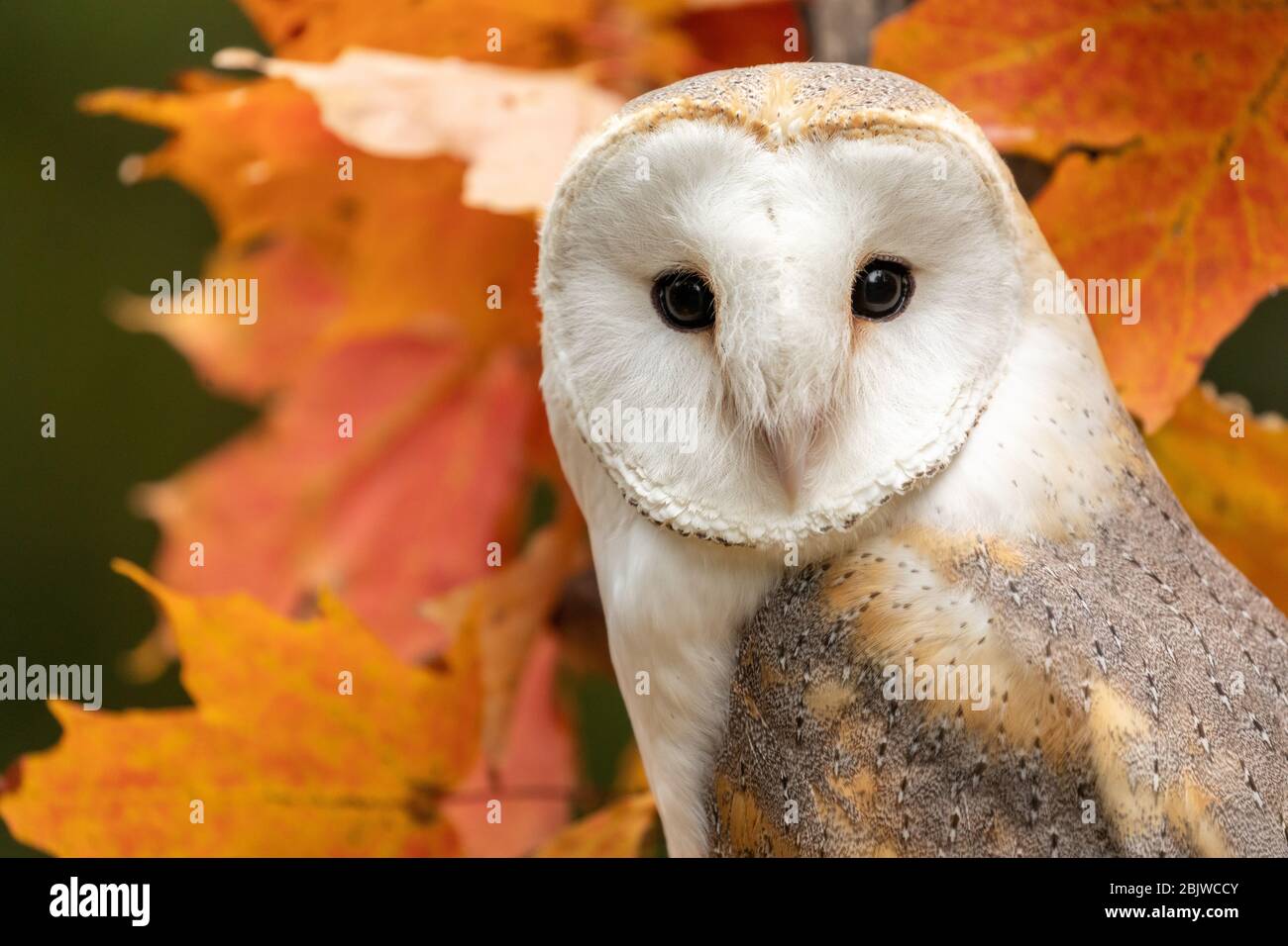 Scheune Eule in einem Herbst Ahornbaum Stockfoto