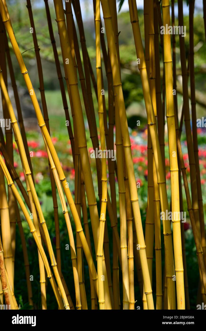 phyllostachys vivax aureocaulis, goldener Bambus, gelber Stamm Bambus, chinesischer Holz Bambus, Bambus, Struktur, strukturelle Pflanze, Pflanzen, RM Floral Stockfoto