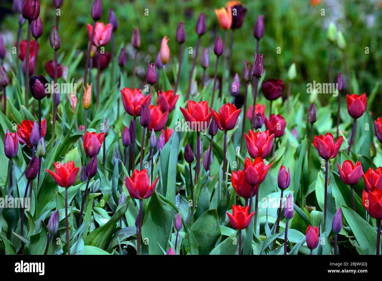 Tulip Couleur Kardinal, rote Tulpenblüten, blühend, Tulpen, Tulpen, rote Blume, RM floral Stockfoto