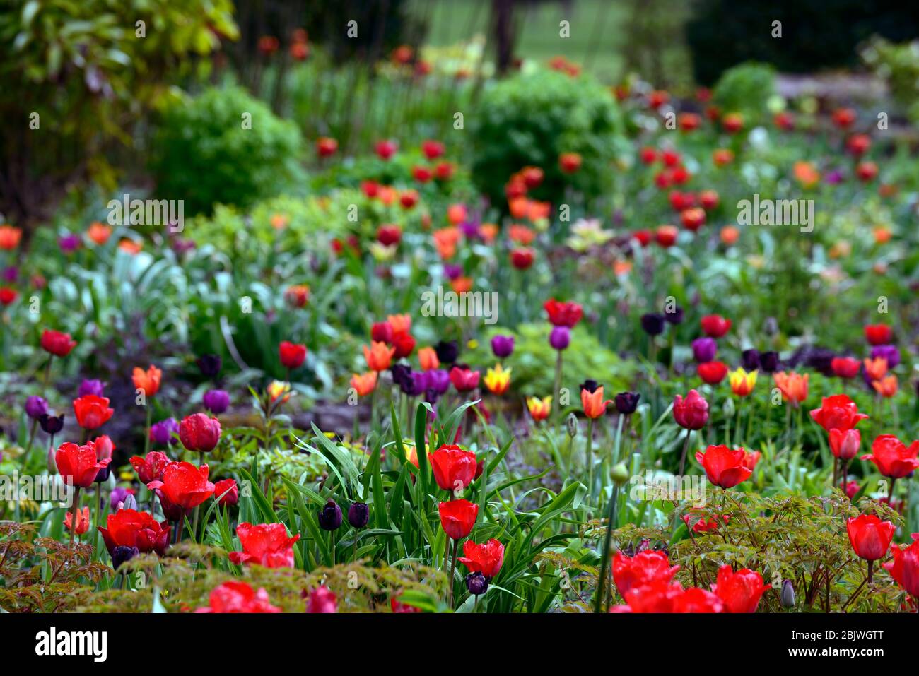 tulpe, Tulpe, Tulpen, mischen, gemischte Kombination, Grenze, Bett, rot, Wein, lila, Blumen, Stauden, mehrjährige, Blätter, Laub, gemischte Pflanzenkombination, Schema, Bor Stockfoto