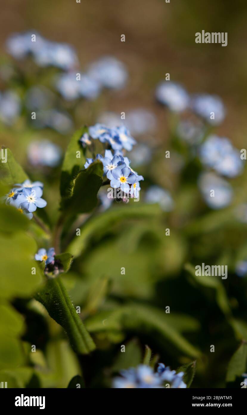 Forget Me Nots Stockfoto