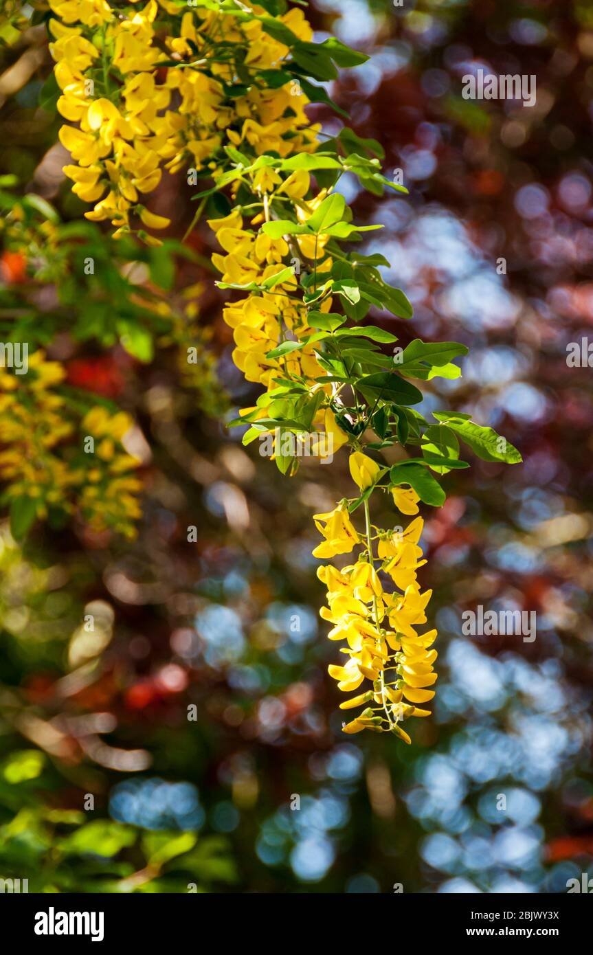 Blütenraceme des gewöhnlichen Laburnum, Laburnum anagyroides Stockfoto