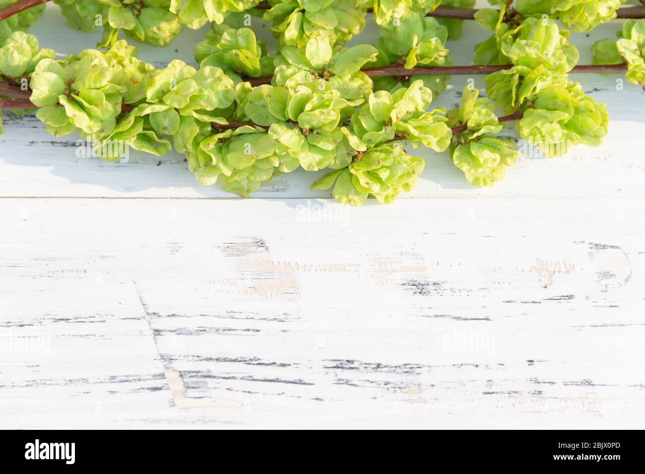 Junge Äste mit grünen Blättern auf weißem Holzhintergrund. Freier Speicherplatz. Stockfoto