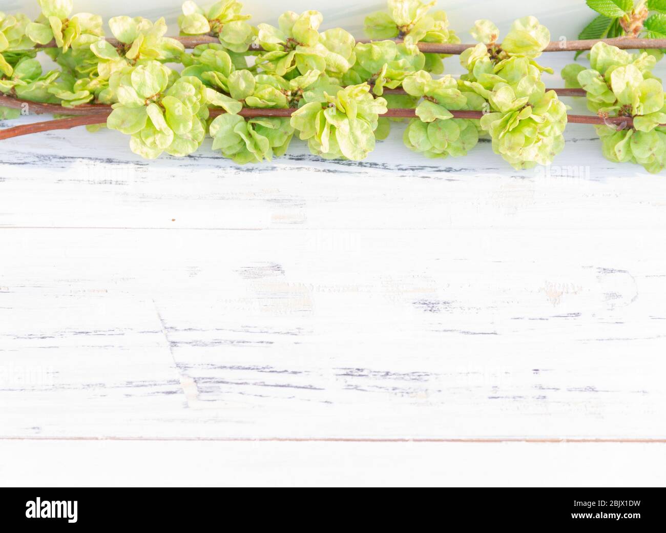 Junge Äste mit grünen Blättern auf weißem Holzhintergrund. Freier Speicherplatz. Stockfoto