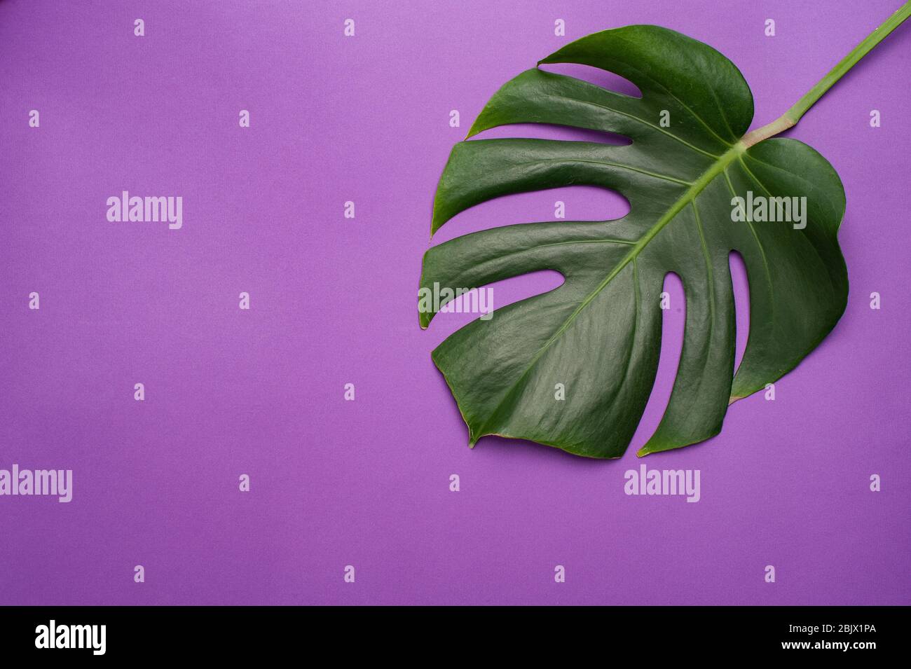 Monstera Blatt auf einem violetten Hintergrund. Floristik. Minimales Konzept. Copyspace Stockfoto