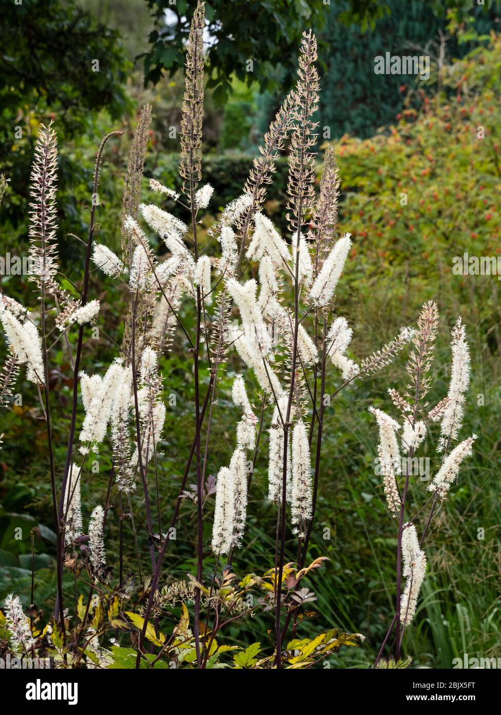 Blumen-Spitzen des frühen Herbstes blühen Bugbane, Actaea Simplex "Mountain Wave" Stockfoto