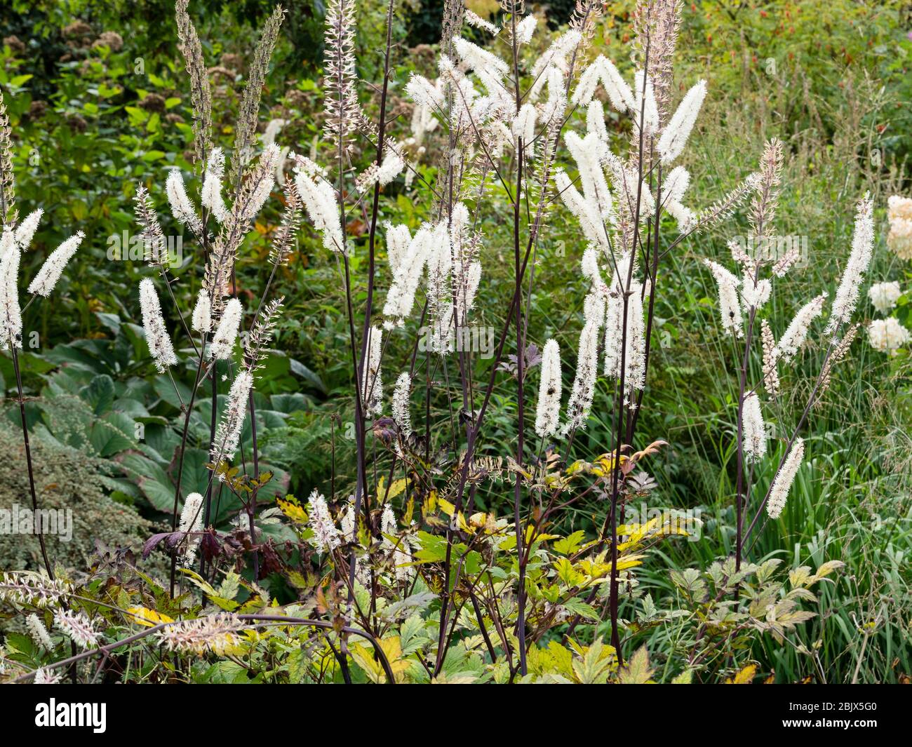 Blumen-Spitzen des frühen Herbstes blühen Bugbane, Actaea Simplex "Mountain Wave" Stockfoto