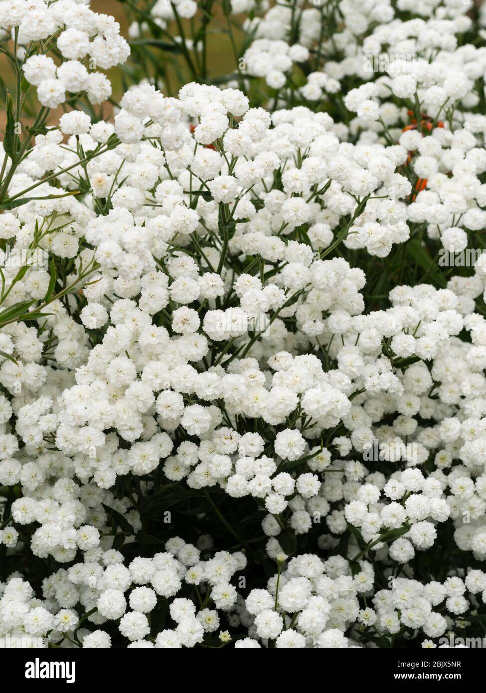 Massierte weiße Doppelblüten des winterharten jährlichen Babyatems, Gypsophila paniculata 'Snowflake' Stockfoto
