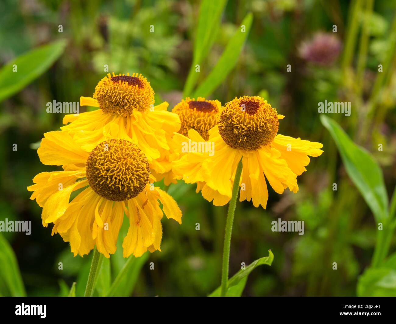 Gelben Blüten der Sommer blühende Staude, Helenium "Kurz und frech" Stockfoto
